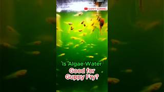 Is Algae Water Good for Guppy Fry  aquarium guppyfishtank fishtank chill [upl. by Marten]