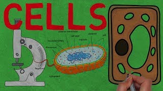 CELLS  What Are Cells Why Are They So Small [upl. by Alisa]