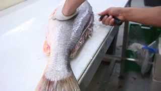 Fish Filleting Large Corvina [upl. by Jaclyn]