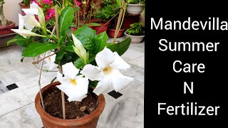 Care of mandevilla vine plant Best fertilizer for allamanda or mandevilla plant [upl. by Ylra]