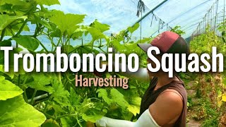 All You Need To Know About Farming Tromboncino Squash [upl. by Eedyaj]