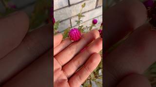 globe amaranth time lapse shorts globeamaranth flowers [upl. by Nemrac630]