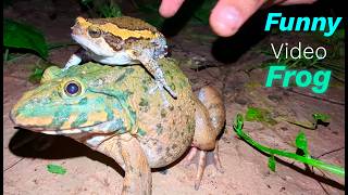 Fun frog for laugh  Catch animals funny  Boing wap wap frogs funny  jump funny frogs [upl. by Annaiviv]