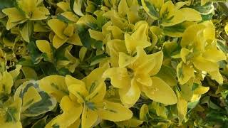 Golden Euonymus japonicus Aureomarginatus [upl. by Adnauqahs]