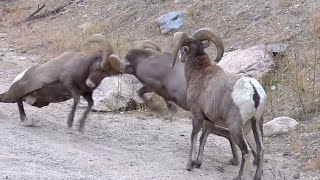 Big Horn Sheep Butting Heads in Colorado  Rams Butting Heads [upl. by Florrie104]