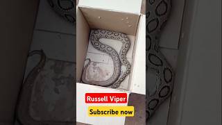 Russell Viper snake shortsfeed Kunalmonu RajGrover005 Paintellectual PriyA 4kstatus trending [upl. by Atiuqehc121]