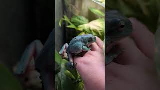 whites tree frog loves to be held🐸 [upl. by Nalra740]