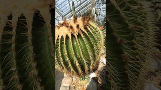 Motherinlaws cushion cactus cactusflower garden nature [upl. by Hairim796]