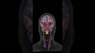 3D animation of pituitary gland brain anatomy humanbody glands 3d shortvideo shorts foryou [upl. by Zildjian]