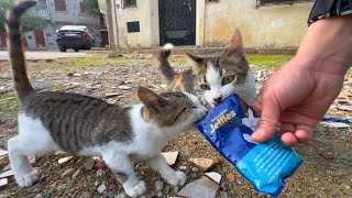 These little kittens are shy but very hungry I gave them love and delicious food [upl. by Storfer]