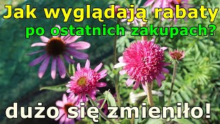 Gdzie posadziłam nowe JEŻÓWKI Echinacea  powiększona rabata  Dalie jednak zakwitną aktualizacja [upl. by Nolyat]