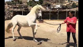 Rescue Horse wont leave its safe place at the horse sanctuary [upl. by Graig]