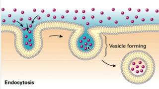 Endocytosis ampExocytosis The Fundamental Unit of Lifepart 9 RooseTube ClassIX Biology series [upl. by Eillah]