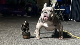 WBR Octoberfest Bully Show At EL Vaquero In Las Vegas [upl. by Gschu234]