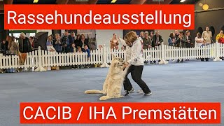 Internationale Rassehundeausstellung Premstätten [upl. by Ives]