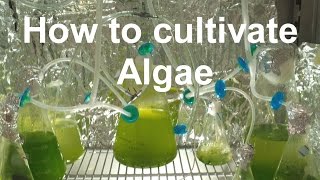 How to Grow Algae with high yield [upl. by Marney]