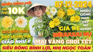 CHỊ HUỲNH NHƯ Giao Lưu Mai Vàng Giá Rẻ Siêu Bông Bình Lợi Giảo Hoàng Kim Như Ý • THÀNH TRỌNG LÊ [upl. by Asseret970]