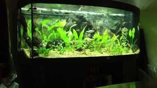 Juwel Vision 450 Aquarium [upl. by Trstram]