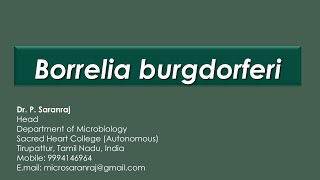 Borrelia burgdorferi [upl. by Trebron435]