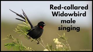 REDCOLLARED WIDOWBIRD male singing [upl. by Derby]