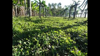 Manejo de roçada do amendoim forrageiro e dica sobre planta espontânea [upl. by Therese]