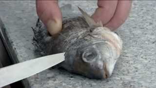 How to fillet a Sea Bream  214 [upl. by Adroj]