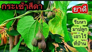 ต้นกระเช้าสีดาพืชที่หายากและเป็นยาสมุนไพรชั้นดี › ชื่อวิทยาศาสตร์ Aristolochia indica [upl. by Salahcin]