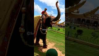 A tribute to Mighty Elephant Arjuna the 9 times Mysuru Dasara Ambari Elephant died wild elephant [upl. by Nibaj395]