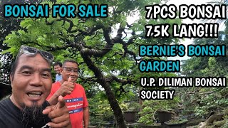 PART1BONSAI FOR SALE7 PCS BONSAI FOR ONLY 75KPACKAGE MGA KABONSAI 🌳😘 [upl. by Iglesias486]