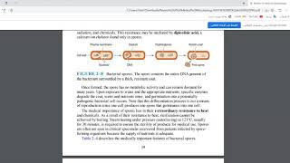 10 Bacterial Spore بالعربي [upl. by Clare425]