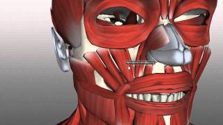 Muscles of Facial Expression  Anatomy Tutorial PART 2 [upl. by Jaal]