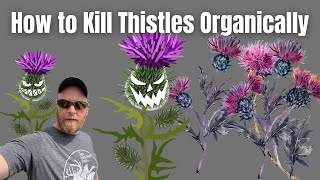 How to Kill Thistles Organically [upl. by Ymmaj]