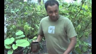 Kava Tea  The benefits and uses of kava [upl. by Odnavres]