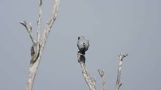 Blackfaced Cuckooshrike Hervey Bay Qld [upl. by Treboh]