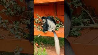 Colobus monkey with browse in the walkthrough enclosure at London Zoo [upl. by Alrats]