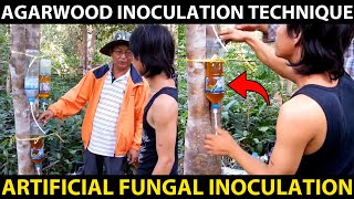 AGARWOOD INOCULATION TECHNIQUE  Agarwood Artificial Fungal Inoculation Method  Fungal Treatment [upl. by Attenhoj]