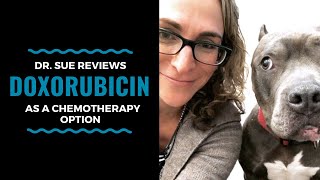 Cancer Vet Reviews A Chemo Treatment Option Doxorubicin Vlog 101 [upl. by Crespi143]