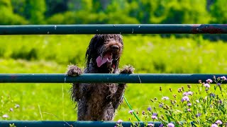 Training Your Wirehaired Pointing Griffon Healthy Habits for a Happy Dog [upl. by Roxane]