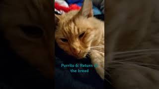 Purrito 6 Return of the bread [upl. by Bruce]