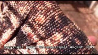 Close ups of a big hybrid Argentine tegu [upl. by Airetnohs]