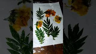 Eco Printing On Paper 📜🏵️🌿🔨 ecoprint naturalcolour art shorts youtubeshorts song shortvideo [upl. by Nellaf]