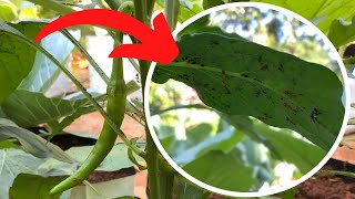 How to get rid of Aphids on chilli plants [upl. by Worl]