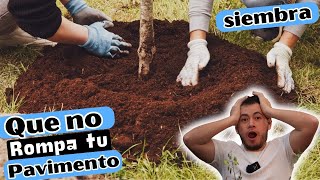 Como Sembrar Un Arbol Para Que No QUIEBRE Pavimento  Banquetas [upl. by Baun]