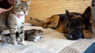 The First Thing Newborn Kittens See Is a Gentle German Shepherd [upl. by Hubbard794]