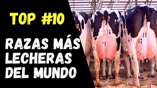 RAZAS DE VACAS MAS LECHERAS DEL MUNDOTOP 10GANADERIA LEYTONRICHARD LEYTON [upl. by Aivuy]