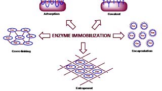 Enzyme immobilization Unit 4 Lecture 1 [upl. by Eerrehc]