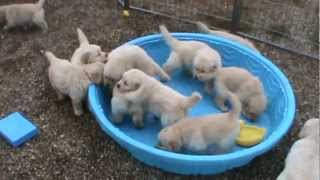 5 week old golden retriever puppies really mad when someone doesnt fill their pool [upl. by Gnart]