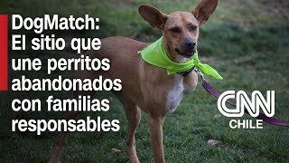 Al más puro estilo “Tinder” DogMatch el nuevo sitio que conecta perritos abandonados con familias [upl. by Ynahpit]