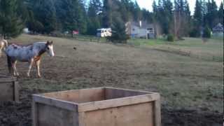 Horse Slow Feeder [upl. by Persis]