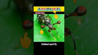 👀 Revealing The Secret Of This Fly ॥ Stalked Eyed Fly ॥ Virendra Pankaj amazing facts shorts [upl. by Dnaltiac888]